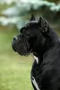 Additional photos: Cane corso puppies