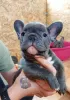 Photo №2 to announcement № 34718 for the sale of french bulldog - buy in Russian Federation from nursery