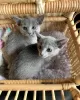 Photo №1. russian blue - for sale in the city of Paris | negotiated | Announcement № 98694