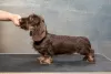 Additional photos: Miniature Wirehaired Dachshund Puppy