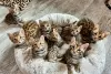 Photo №1. bengal cat - for sale in the city of Братислава | 264$ | Announcement № 117060