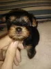 Additional photos: Miniature Yorkie puppies.