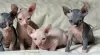 Photo №1. sphynx cat - for sale in the city of Strömsund | Is free | Announcement № 48521