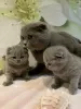 Photo №2 to announcement № 84020 for the sale of scottish fold - buy in Germany private announcement