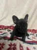 Photo №1. french bulldog - for sale in the city of Eksjo | Is free | Announcement № 123893