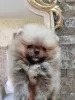 Additional photos: Pomeranian Boo, female teacup