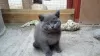 Photo №1. british shorthair - for sale in the city of Berlin | 317$ | Announcement № 70408