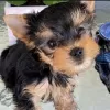 Photo №1. yorkshire terrier - for sale in the city of Yorba Linda | negotiated | Announcement № 107704