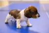 Additional photos: Dachshund piebald mini