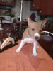 Photo №4. I will sell basenji in the city of Бердичев. breeder - price - 1268$