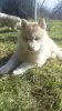 Additional photos: Siberian husky puppies rare isabella color