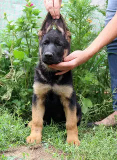 Additional photos: German Shepherd Nursery