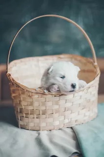 Additional photos: Puppies of a Samoyed dog (Samoyed) from the Kennel 