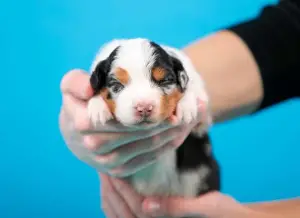 Photo №1. australian shepherd - for sale in the city of Yaroslavl | Negotiated | Announcement № 4190