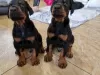 Photo №1. dobermann - for sale in the city of Ghent | 581$ | Announcement № 96338