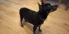 Photo №2 to announcement № 35418 for the sale of miniature pinscher - buy in Poland private announcement