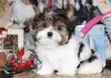 Photo №2 to announcement № 125797 for the sale of shih tzu - buy in Switzerland 