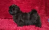 Photo №4. I will sell shih tzu in the city of Долинская. breeder - price - negotiated