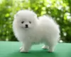 Photo №4. I will sell pomeranian in the city of Minsk.  - price - 350$