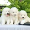 Photo №1. samoyed dog - for sale in the city of Gelsenkirchen | Is free | Announcement № 83081