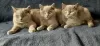 Additional photos: British kittens for sale