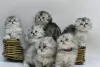 Photo №1. scottish fold - for sale in the city of Yekaterinburg | 3$ | Announcement № 10024