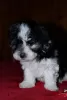 Additional photos: Havana Bichon (Havanese)