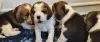 Photo №2 to announcement № 107209 for the sale of beagle - buy in United States 