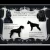 Photo №1. giant schnauzer - for sale in the city of Туймазы | 459$ | Announcement № 8244