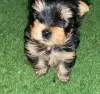 Photo №2 to announcement № 29848 for the sale of yorkshire terrier - buy in Israel private announcement