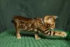 Photo №4. I will sell bengal cat in the city of Minsk. from nursery, breeder - price - negotiated