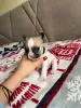 Additional photos: French bulldog puppies