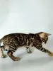 Photo №3. Bengal kitten. Ukraine