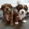 Photo №3. Havanese puppies. Germany