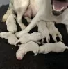 Additional photos: Stunning White Labrador Puppies