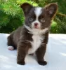 Photo №2 to announcement № 110779 for the sale of chihuahua - buy in Russian Federation private announcement, breeder