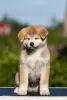 Photo №3. Akita-Inu puppies for sale. Belarus