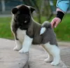 Photo №1. american akita - for sale in the city of Казахстан | negotiated | Announcement № 76774