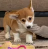 Additional photos: Pembroke Welsh Corgi puppies