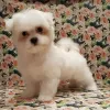 Photo №1. maltese dog - for sale in the city of Terre Haute | negotiated | Announcement № 108747