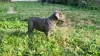 Additional photos: CANE CORSO beautiful puppies