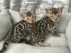 Photo №1. bengal cat - for sale in the city of Tornio | Is free | Announcement № 128445