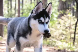 Additional photos: High-breed puppies of the Siberian Husky breed