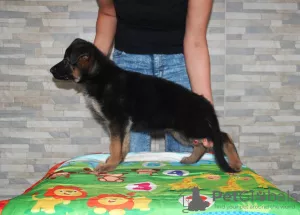 Photo №3. German shepherd puppies 2-3 months from the kennel. Ukraine