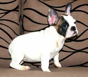 Additional photos: French bulldog puppies