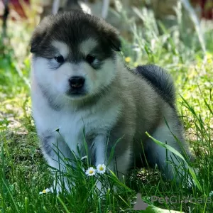 Photo №2 to announcement № 119711 for the sale of alaskan malamute - buy in Germany private announcement