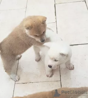 Photo №3. 8 Japanese Akita Inu Puppies - 6 Boys & 2 Girls. Isle of Man