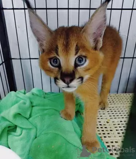 Photo №2 to announcement № 99618 for the sale of caracal - buy in United States private announcement, from nursery, from the shelter, breeder