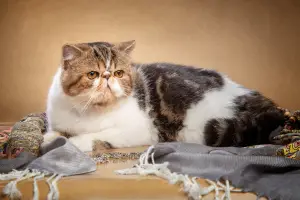 Photo №2 to announcement № 1857 for the sale of exotic shorthair - buy in Russian Federation from nursery, breeder