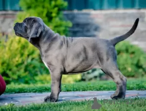 Photo №1. cane corso - for sale in the city of Loznica | negotiated | Announcement № 67146